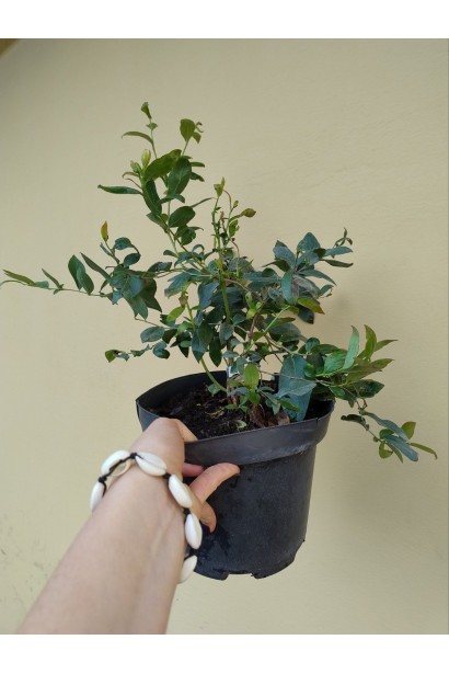 Голубика высокорослая Торо - 3л/вис.50-70см/Ø30-40см